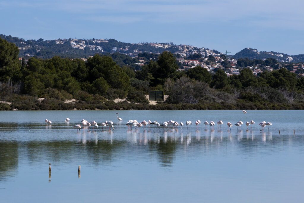 Flock von Flamingos in Calpe, Costa Blanca, Spanien