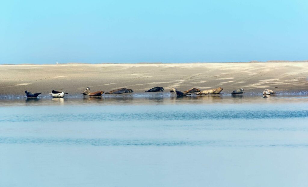 Die Robbenkolonien in der Somme-Bucht