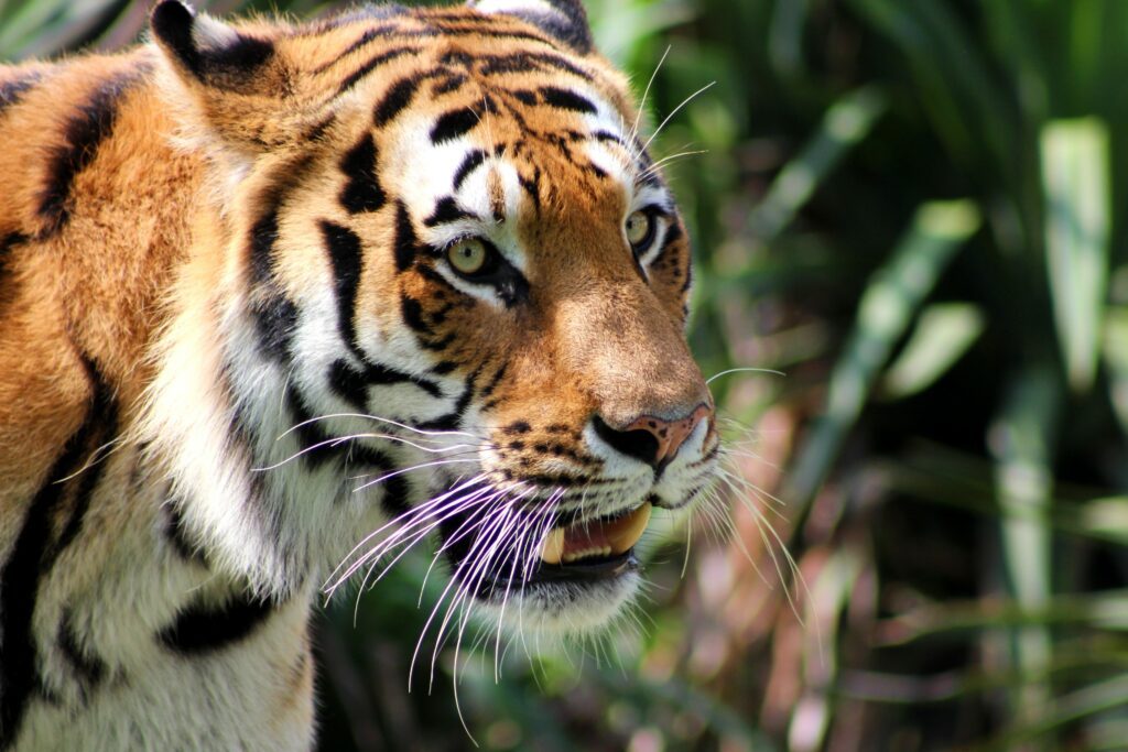 Sibirischer Tiger im Zoo Zoom